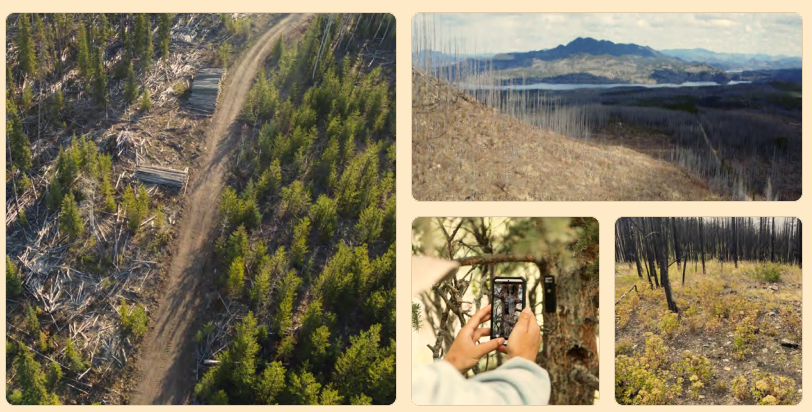 Post-wildfire Restoration<br />
Breathing New Life into British Columbia Forests - veritree partnership update